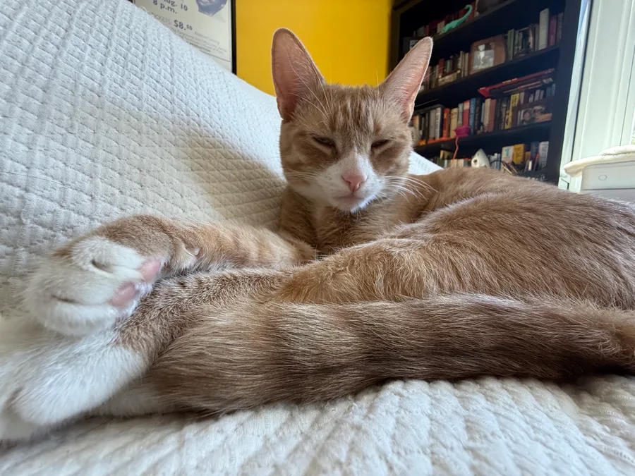 An orange cat lying on a white blanket, eyes half closed, ignoring the camera.
